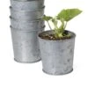 Galvanized Planting Cups, Set Of 5 1 Galvanized Planting Cups, Set Of 5 -Garden Care 8596104 9899 tif