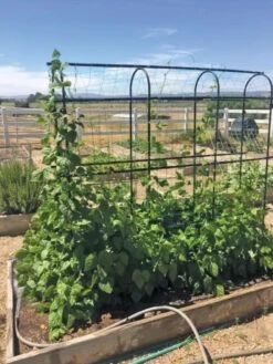 Titan Pea Tunnel -Garden Care 8596275 01CUST tif