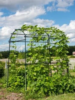 Titan Squash Tunnel 15 Titan Squash Tunnel -Garden Care 8596276 0133 tif