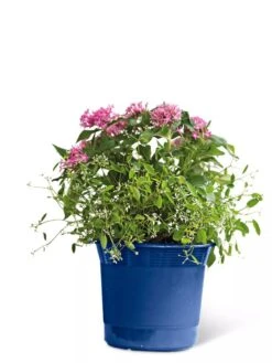 Eezy Gro Self-Watering Planters 15 Eezy Gro Self-Watering Planters -Garden Care 8596425 103 tif