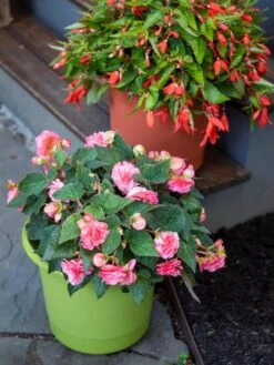 Eezy Gro Self-Watering Planters 11 Eezy Gro Self-Watering Planters -Garden Care 8596427 0034 tif