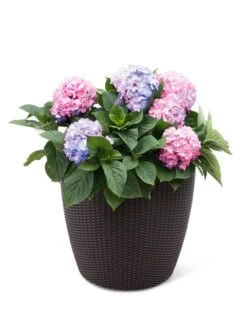 Weave Self-Watering Round Planter, 17" White 6 Weave Self-Watering Round Planter, 17" White -Garden Care 8598372 3001 tif