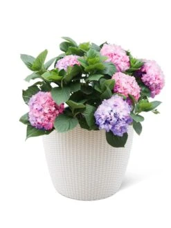 Weave Self-Watering Round Planter, 17" White 7 Weave Self-Watering Round Planter, 17" White -Garden Care 8598372 3002 tif