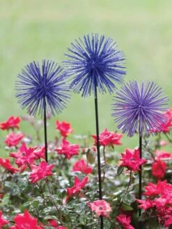 Everbloomin' Alliums, Set Of 3 7 Everbloomin' Alliums, Set Of 3 -Garden Care 8598435 1000 tif
