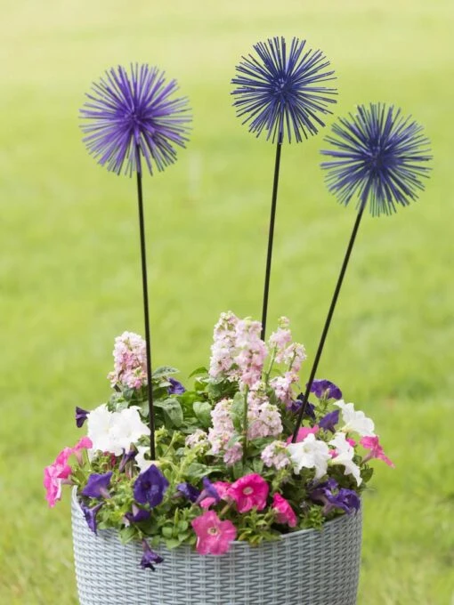 Everbloomin' Alliums, Set Of 3 -Garden Care 8598435 9007 tif