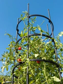 Titan Tall Tomato Cages, Set Of 3 -Garden Care 8599860 0066 tif