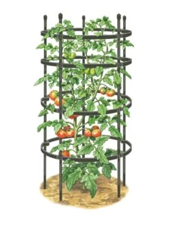 Titan Tomato Cages, Set Of 3 -Garden Care 8599861 0001 art tif