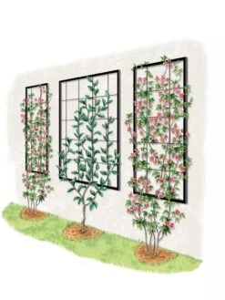 Exeter Wall Trellis 13 Exeter Wall Trellis -Garden Care 8600049 50 0001 art tif