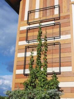 Exeter Wall Trellis 11 Exeter Wall Trellis -Garden Care 8600049 7121 tif