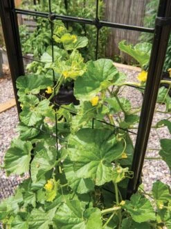 Gardener’s Victory Self-Watering Planter With Vine Trellis -Garden Care 8600176 6853