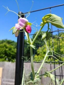 Gardener’s Victory Self-Watering Planter With Vine Trellis -Garden Care 8600177 6588 tif