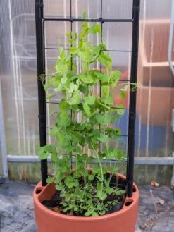 Gardener’s Victory Self-Watering Planter With Vine Trellis -Garden Care 8600178 5000 tif