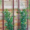 Ina Modern Wall Trellis Sr. -Garden Care 8600510 05V tif