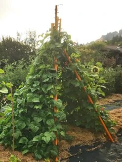 Annabel Tipi Trellis 12 Annabel Tipi Trellis -Garden Care 8600521 02V tif