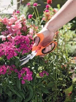 Gardener's Multi Purpose Scissors 8 Gardener's Multi Purpose Scissors -Garden Care 8608655 19551 tif