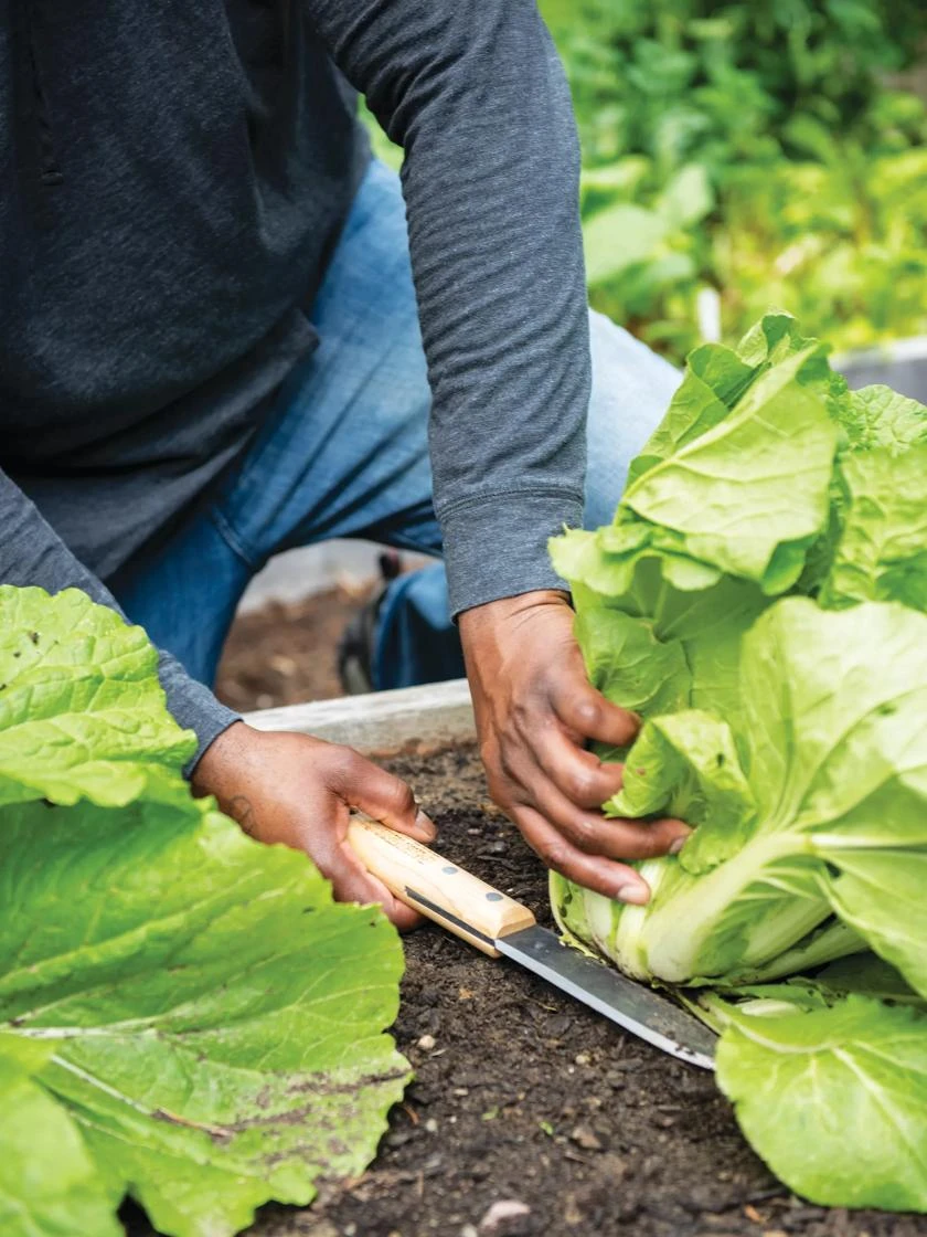 Gardener's Lifetime Hori Hori Knife 4 Gardener's Lifetime Hori Hori Knife - Image 2