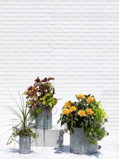 Metal Bucket Planters 11 Metal Bucket Planters -Garden Care 8609085 0852 tif
