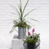 Metal Bucket Planters 1 Metal Bucket Planters -Garden Care 8609086 5623 tif
