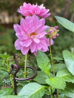 Arden Single Stem Supports, Set Of 2 9 Arden Single Stem Supports, Set Of 2 -Garden Care 8610375 5703 tif