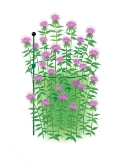 Garden Care -Garden Care 8610383 Peacock15x30 tif