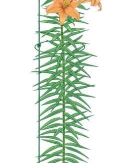 Garden Care -Garden Care 8610388 Peacock8x36 tif