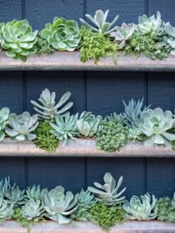 3-Tier Vertical Wall Planter, 3' 10 3-Tier Vertical Wall Planter, 3' -Garden Care 8611013 055 tif