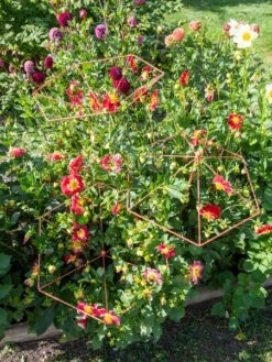 Parasol Plant Supports, Set Of 3 -Garden Care 8611129 050 tif