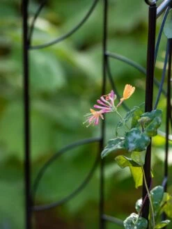 Garden Care -Garden Care 8611658 026 tif