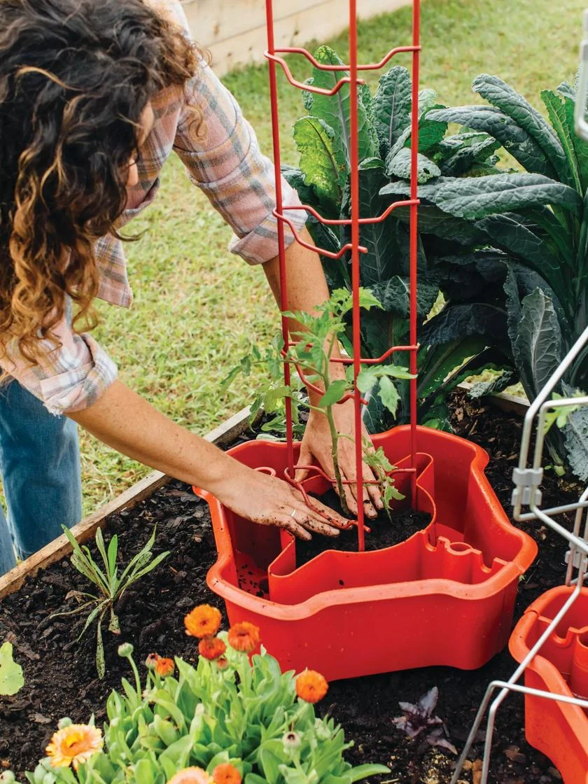Deluxe Tomato Halos, Set Of 2 5 Deluxe Tomato Halos, Set Of 2 - Image 3
