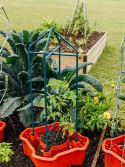 Deluxe Tomato Halos, Set Of 2 15 Deluxe Tomato Halos, Set Of 2 -Garden Care 8612045 221 tif