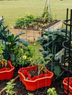 Deluxe Tomato Halos, Set Of 2 17 Deluxe Tomato Halos, Set Of 2 -Garden Care 8612045 226 tif