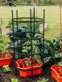 Deluxe Tomato Halos, Set Of 2 16 Deluxe Tomato Halos, Set Of 2 -Garden Care 8612045 228 tif