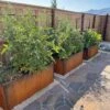 Nice Corten Trough Planters With Trellis -Garden Care 8612390 02V jpg