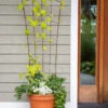 Flock Of Friends Pot Trellis -Garden Care 8612635 0081 flock of friends pot trellis