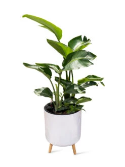 Ava Self-Watering Round Planter -Garden Care 8612692 0002