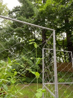 Chicken Wire Pea Trellis -Garden Care 8612718 7302