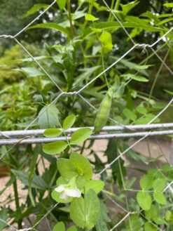 Chicken Wire Pea Trellis -Garden Care 8612718 7307