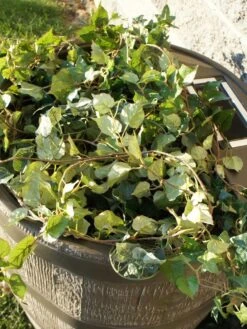 Round Rain Barrel With Planter, 35 Gallons -Garden Care 8612856WALNT 03V tif