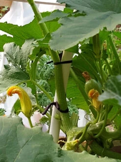 Farmyarn® Multipurpose Garden Tie, 2 Pack -Garden Care 8612948 01v