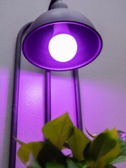Kira Grow Light Hanging Planter -Garden Care 8613232 5663