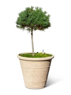 Self-Watering LavaStone® Anson Pot 13 Self-Watering LavaStone® Anson Pot -Garden Care 8613256 0138