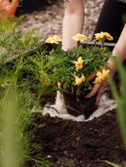 Hortiwool ®, Starter Garden Pad -Garden Care 8613263 12v 1