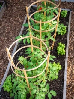 Bamboo Tomato Cages, Set Of 3 -Garden Care 8613426 6916