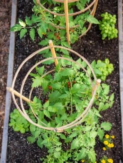 Bamboo Tomato Cages, Set Of 3 -Garden Care 8613426 6921