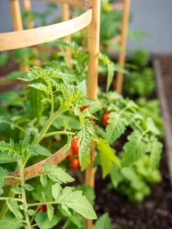 Bamboo Tomato Cages, Set Of 3 -Garden Care 8613426 6934