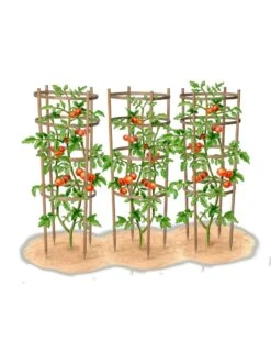 Bamboo Tomato Cages, Set Of 3 -Garden Care 8613426 art
