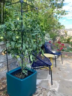 Oasis Self-Watering Tomato Planter With Trellis -Garden Care 8613440 01IN