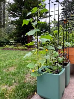 Oasis Self-Watering Tomato Planter With Trellis -Garden Care 8613440 02TEST