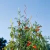 Rainbow Spiral Supports, Set Of 5 2 Rainbow Spiral Supports, Set Of 5 -Garden Care GS36377 01 tif